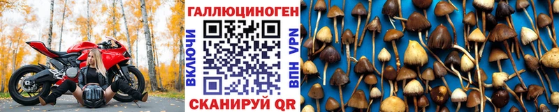 Псилоцибиновые грибы прущие грибы  Купить  Новоалтайск 
